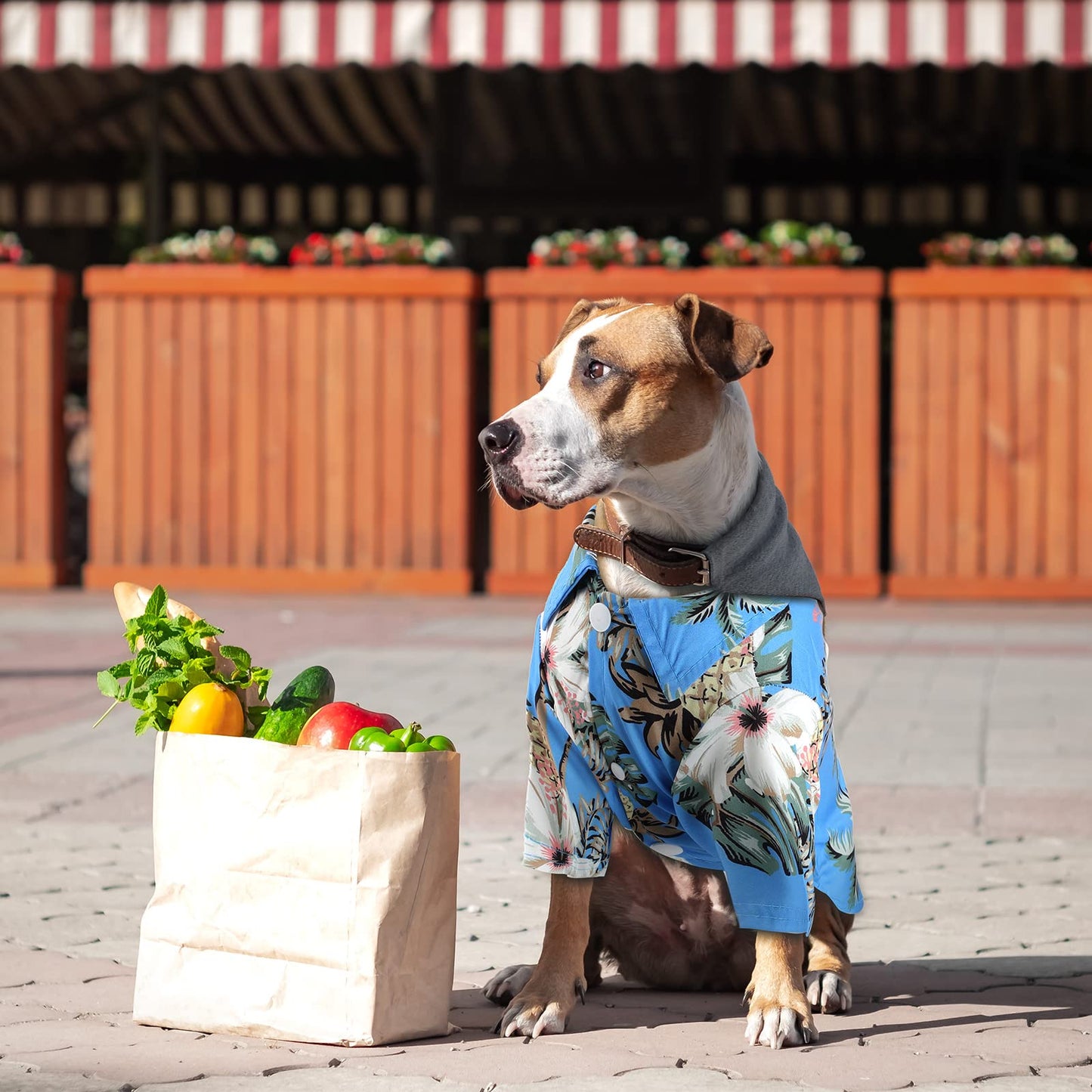 Weewooday 4 Pieces Small Pet Summer T-Shirts Hawaii Style Floral Pet Dog Shirt Breathable Cool Clothes Beach Seaside Puppy Sweatshirt for Puppy(Floral Style,Medium)