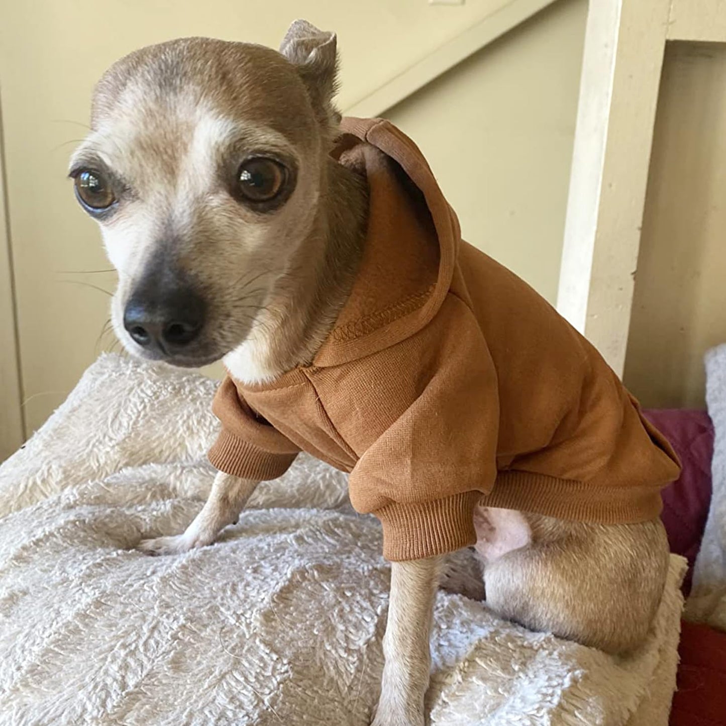 Jecikelon Winter Dog Hoodie Sweatshirts with Pockets Warm Dog Clothes for Small Dogs Chihuahua Coat Clothing Puppy Cat Custume (Coffee, Small)