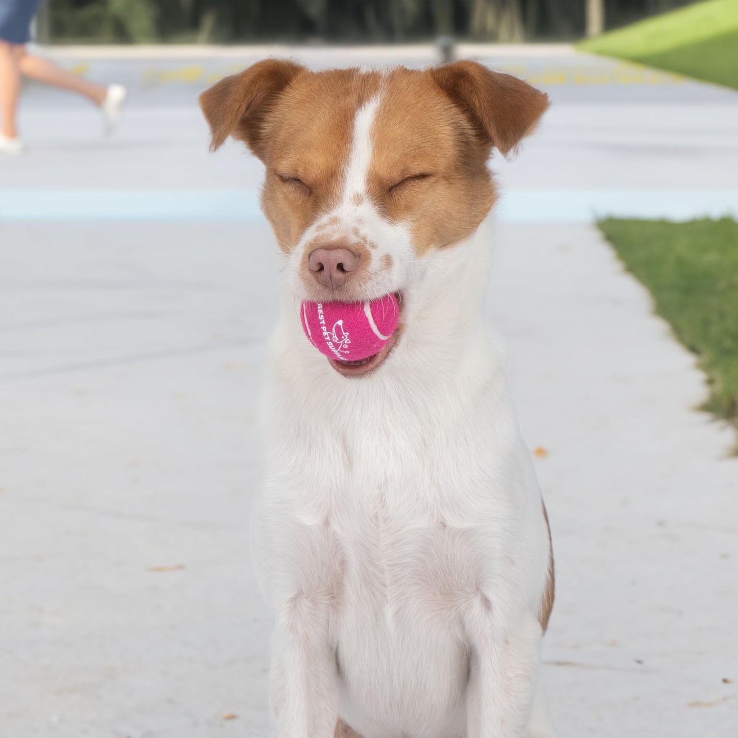 Best Pet Supplies Interactive Squeaky Dog Chew Toy, Ideal Dog Toys for Chewers, Small, Medium & Large Dogs, and Fetch Lovers - Bunny (Beige), Large