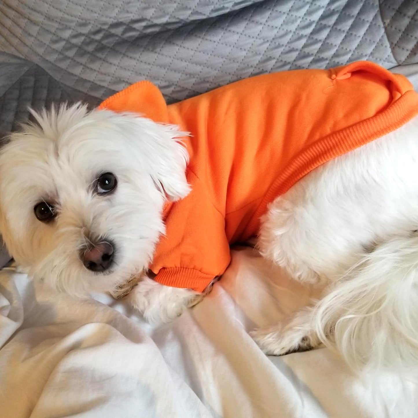 Jecikelon Winter Dog Hoodie Sweatshirts with Pockets Warm Dog Clothes for Small Dogs Chihuahua Coat Clothing Puppy Cat Custume (Coffee, Small)