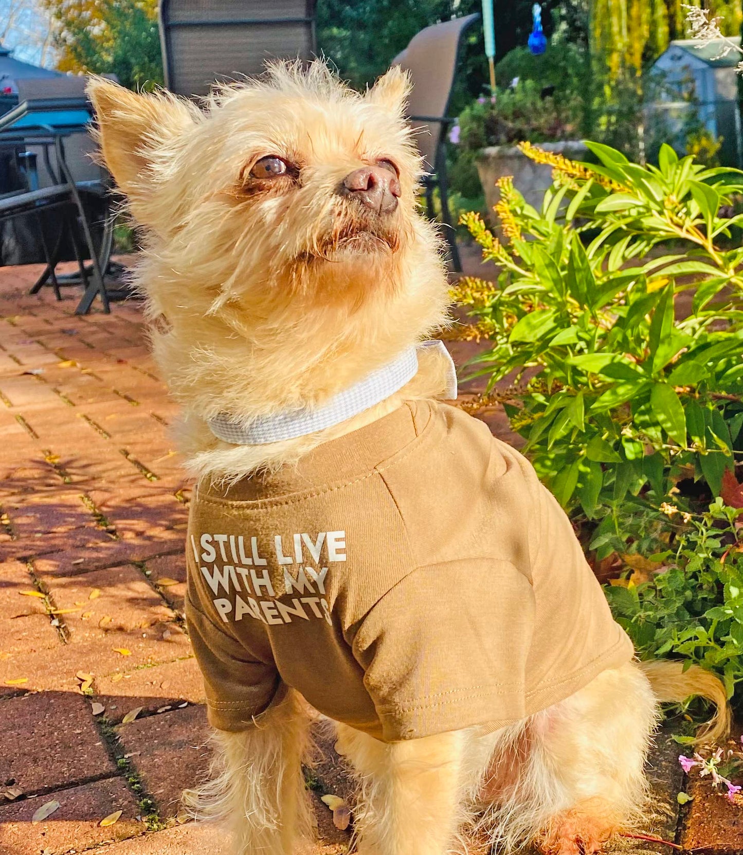 Cute Dog Clothes,Dog T Shirt for Medium Dogs, Small Dogs Girl Boy,Puppy.Breathable Soft Dog Costume Pet Dogs Cats,Pet Pullover Jumper,Cat Clothes (S-(4~8lb), Chest~14", Khaki)
