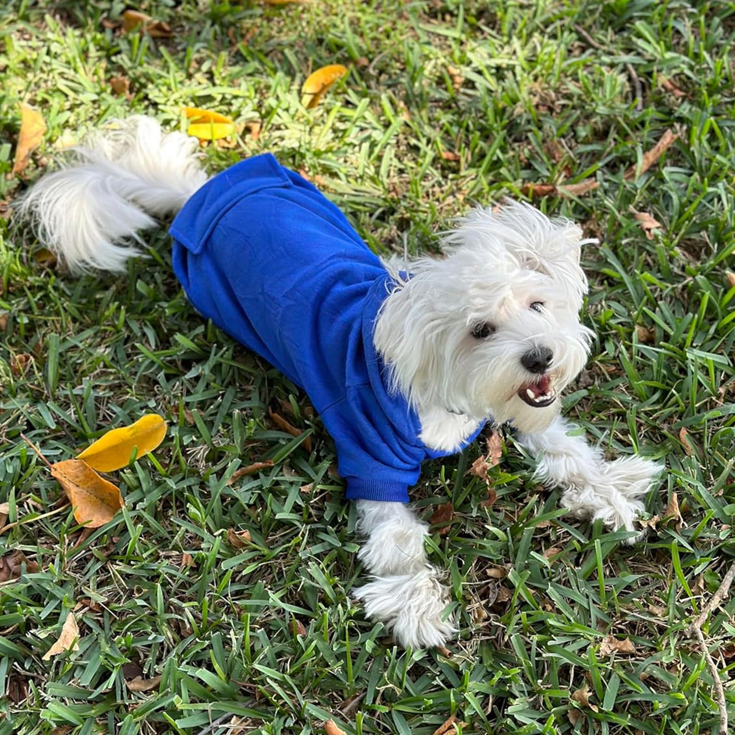 Jecikelon Winter Dog Hoodie Sweatshirts with Pockets Warm Dog Clothes for Small Dogs Chihuahua Coat Clothing Puppy Cat Custume (Coffee, Small)